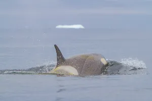 Mammals Prints: Group of Type B killer whales swims near the Antarctic Peninsula