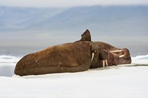 Four Animals Prints: Group of walrus (Odobenus rosmarus) resting on the ice