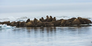 Chuckchi Sea Prints: Group of Walrus (Odobenus rosmarus) resting on an ice floe