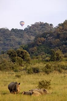 Images Dated 26th March 2009: Group of white rhinos and balloon, Pilanesberg National Park, Sun City