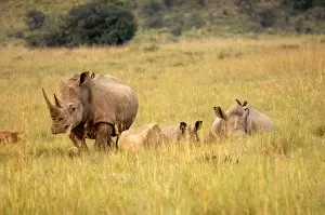 Group of white rhinos, Pilanesberg National Park, Sun City, South Africa, Africa