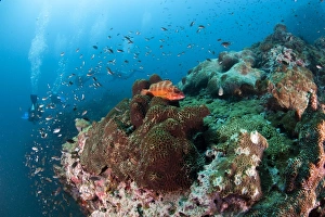 Images Dated 27th June 2008: Grouper at Chumporn Pinnacle, Thailand, Southeast Asia, Asia