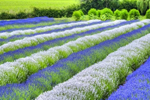 Washington Prints: Growing white and blue lavender (Lavandula), Sequim, Olympic Peninsula, Washington