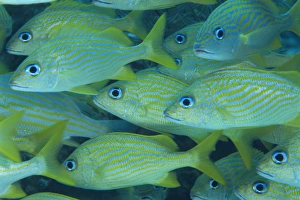 Nevis Prints: Grunts often school in groups under ledges