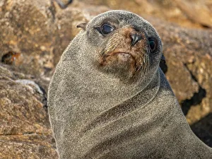 Curious Prints: Guadalupe fur seal (Arctocephalus townsendi)