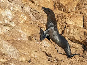 Mammalia Prints: Guadalupe fur seal (Arctocephalus townsendi)