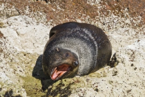 Fur Seal Prints: Guadalupe fur seal (Arctocephalus townsendi)