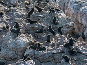 Fur Seal Prints: Guadalupe fur seals (Arctocephalus townsendi)