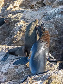 Defend Prints: Guadalupe fur seals (Arctocephalus townsendi)