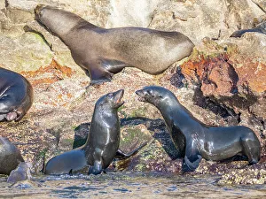 Fur Seal Prints: Guadalupe fur seals (Arctocephalus townsendi)