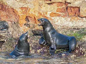 Ocean Waves Prints: Guadalupe fur seals (Arctocephalus townsendi)