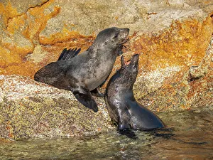 Marine Wildlife Prints: Guadalupe fur seals (Arctocephalus townsendi)