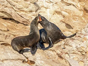 Carnivore Prints: Guadalupe fur seals (Arctocephalus townsendi)