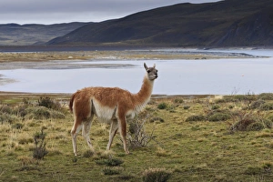 Ears Prints: Guanaco (Lama guanicoe) on lake foreshore
