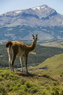 Lama Guanicoe Prints: Guanaco (Lama Guanicoe), Torres del Paine National Park, Patagonia, Chile, South America