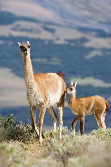 Wilderness Gallery: Guanaco (Lama guanicse) mother and calf, Torres del Paine National Park