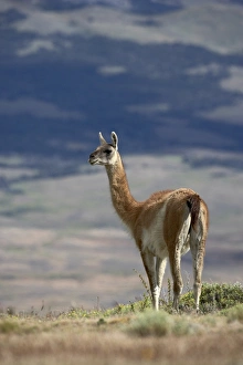 Surface Level Prints: Guanaco (Lama guanicse) standing on a ridge, Torres del Paine, Patagonia