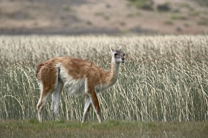 Alpaca Prints: Guanaco (Lama guanicse), Torres del Paine, Patagonia, Chile, South America