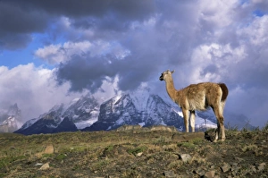 Llama Prints: Guanaco (llama) and Cuernos del Paine, Torres del Paine National Park, Patagonia