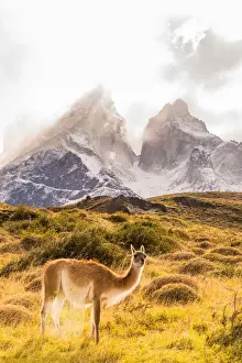 Eye Contact Prints: Guanaco posing in the wild of Torres del Paine National Park, Patagonia, Chile, South
