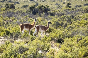 Lama Guanicoe Prints: Guanacos, Argentina, South America