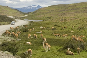 Guanacos, Torres del Paine National Park, Patagonia, Chile, South America