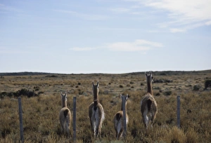 Images Dated 18th September 2008: Guanacos walk away from fence, Tierra del Fuego, Argentina, South America