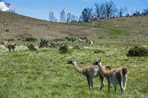 Guanakos (Lama Guanicoe), Torres del Paine National Park, Patagonia, Chile, South America