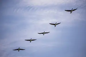 Guanay cormorant or shag (Phalacrocorax or Leucocarbo bougainvillii) birds flying