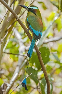 Green Colour Prints: Guardabarranco (turquoise-browed motmot)