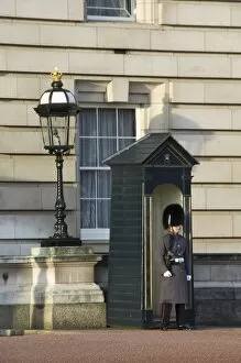 Images Dated 13th November 2008: Guardsman, Buckingham Palace, London, England, United Kingdom, Europe