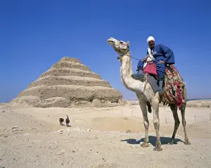 Camels Prints: Guide on camel in front of the Step Pyramid of the pharaoh Zoser at Saqqara (Sakkara)