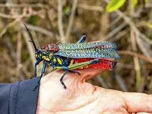 Entomology Prints: Guide holds adult rainbow milkweed locust in Anja Community Reserve
