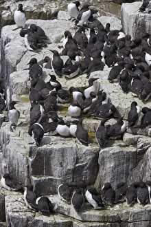 Colonies Prints: Guillemot breeding colony
