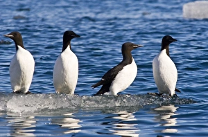 Images Dated 17th June 2005: Guillemots on ice in Lomfjorden Svalbard Archipelago, Norway, Scandinavia, Europe