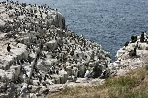 Sea Cliffs Prints: Guillemots, kittiwakes, shags and a puffin on the cliffs of Inner Farne