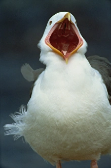 Images Dated 28th November 2007: Gull calling