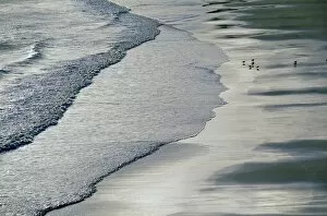 Gulls on beach