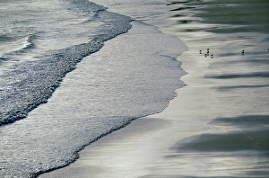 Gull Prints: Gulls on beach
