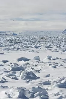 Gulls fly above pack ice