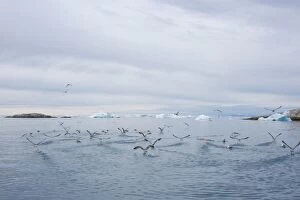 Gulls flying over the bay, Disco Bay, Illussiat, Greenland, Polar Regions