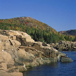 Maine Prints: Gulls on rocks along the coastline and fall colours beyond