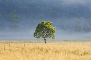 Images Dated 28th December 2007: Gum tree, Kosciuszko National Park, New South Wales, Australia, Pacific