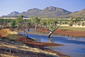 Gum Tree Prints: Gum trees in a billabong, Flinders Range National Park, South Australia, Australia