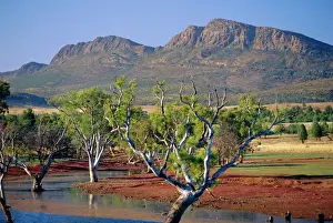 Gum trees in a billabong at Rawnsley and the south west escarpment of Wilpena Pound