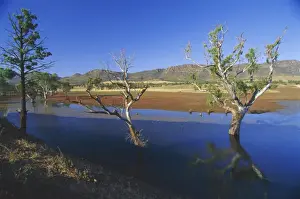 Gum Tree Prints: Gum trees in a billabong at Rawnsley and the southwest escarpment of Wilpena Pound
