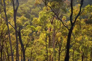 Gum Tree Prints: Gum trees, Carnarvon Gorge, Carnarvon National Park, Queensland, Australia, Pacific