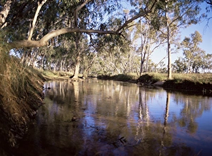 Eucalyptus Prints: Gum trees beside Hann River, central Gibb River Road, Kimberley, Western Australia