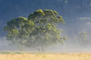 Gum trees, Kosciuszko National Park, New South Wales, Australia, Pacific