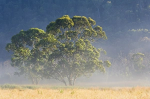 Images Dated 28th December 2007: Gum trees, Kosciuszko National Park, New South Wales, Australia, Pacific